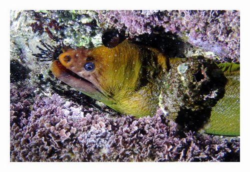green eel